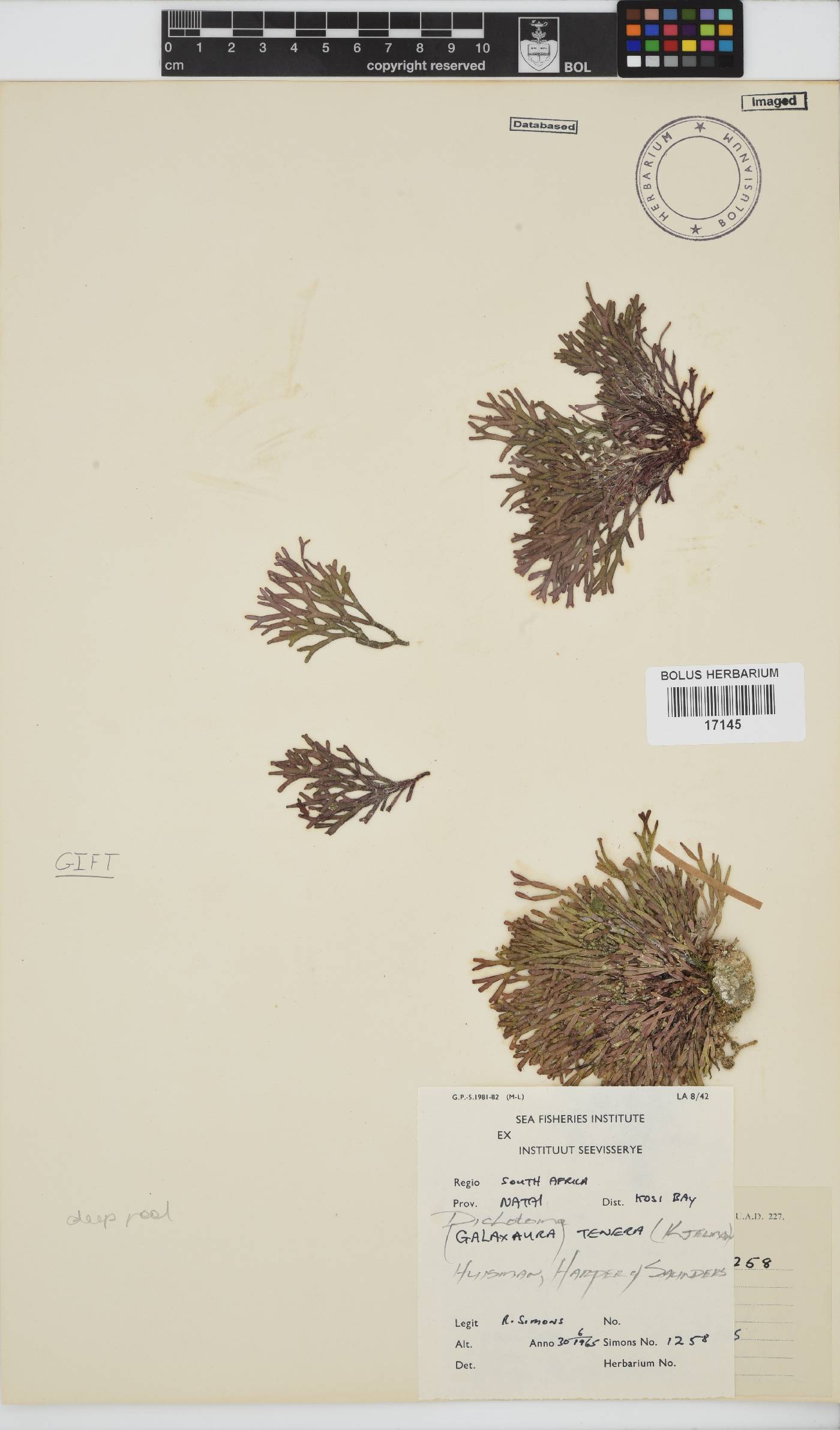 Dichotomaria tenera image