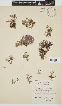 Dichotomaria tenera image