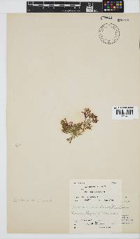 Dichotomaria tenera image