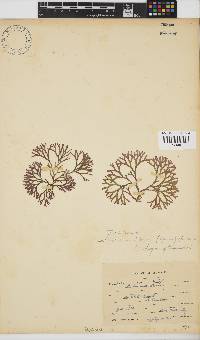 Dichotomaria tenera image