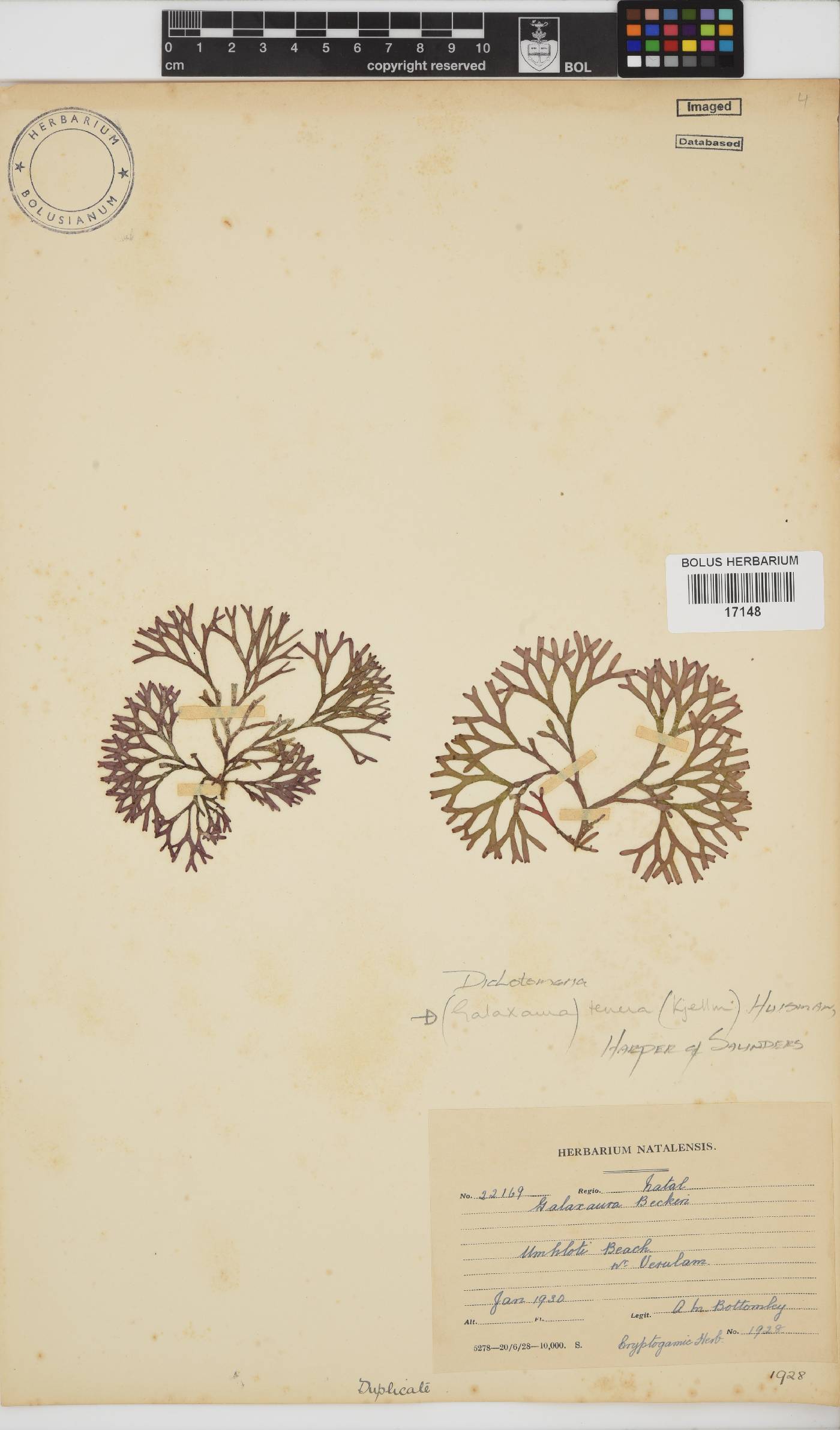 Dichotomaria image