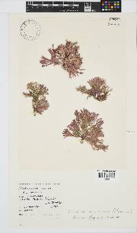Dichotomaria tenera image