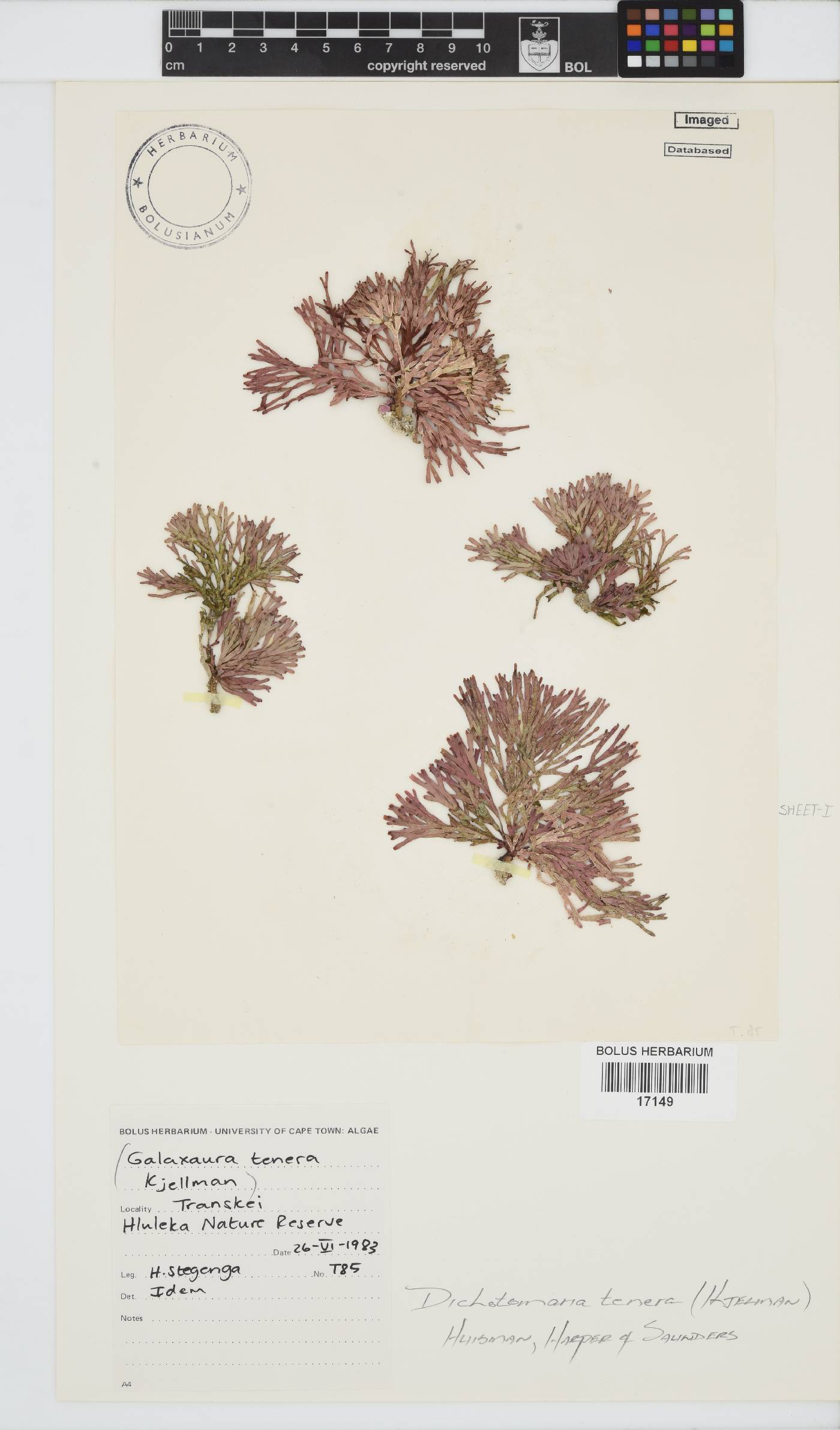 Dichotomaria tenera image