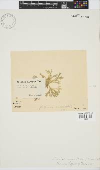 Dichotomaria tenera image