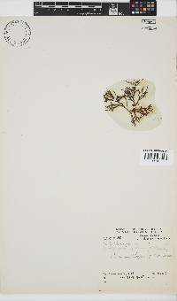 Dichotomaria tenera image