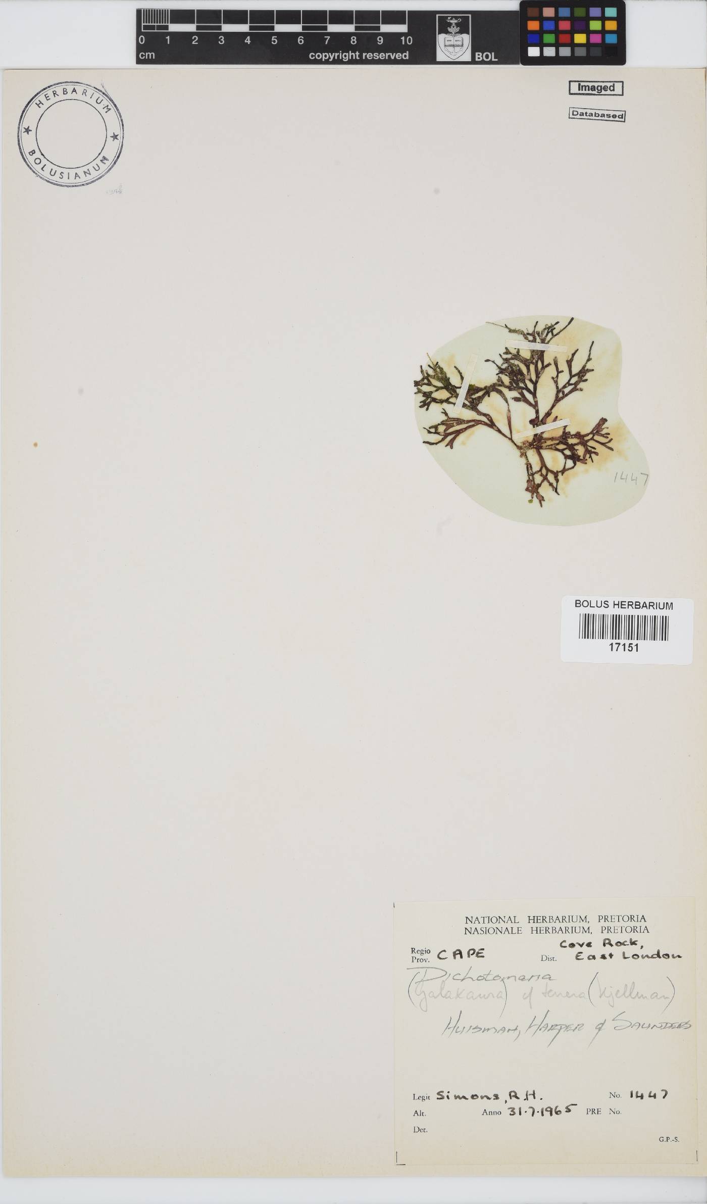 Dichotomaria tenera image