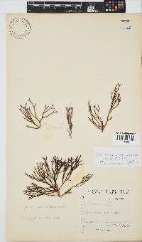Dichotomaria hommersandii image