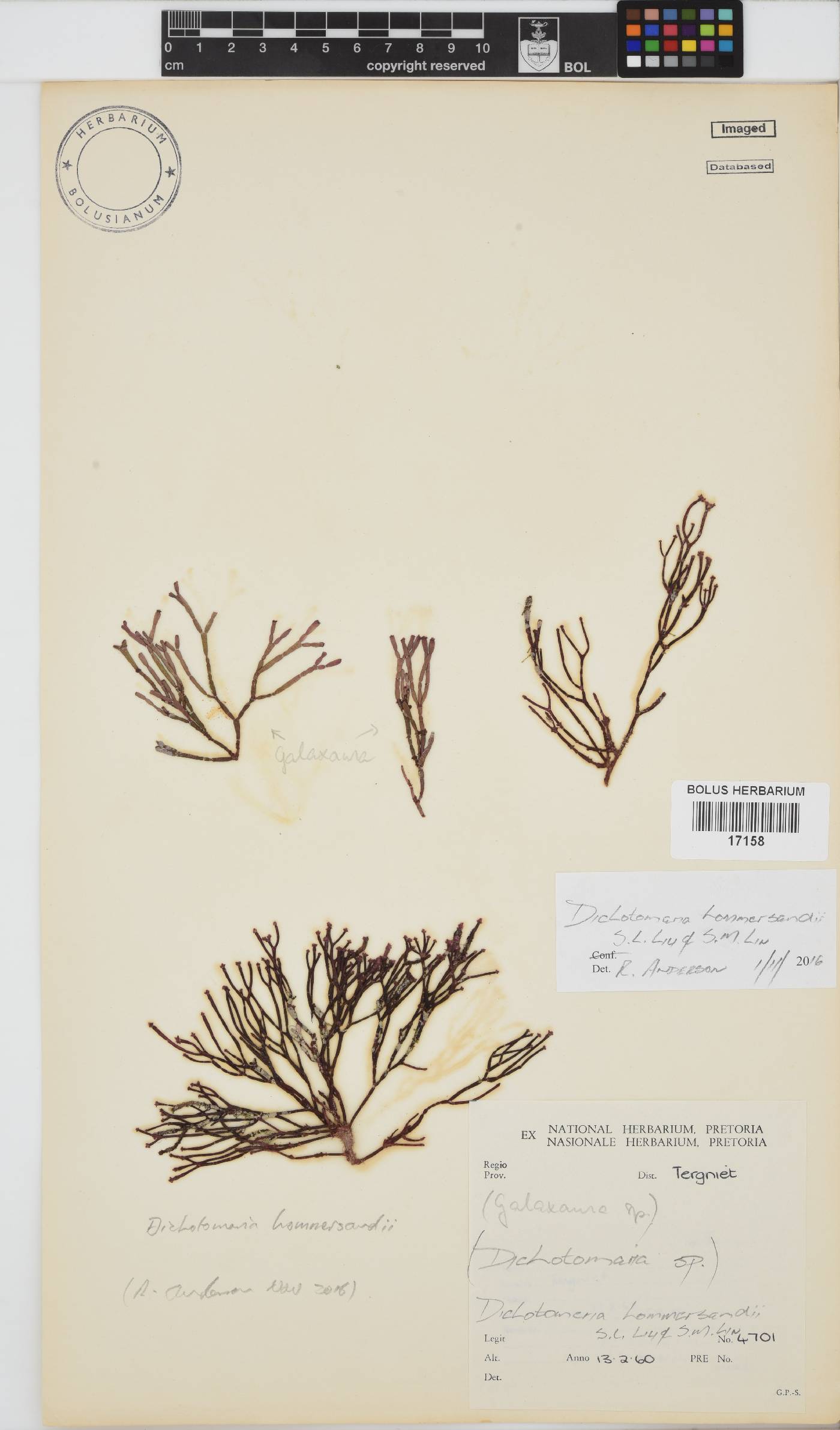 Dichotomaria hommersandii image