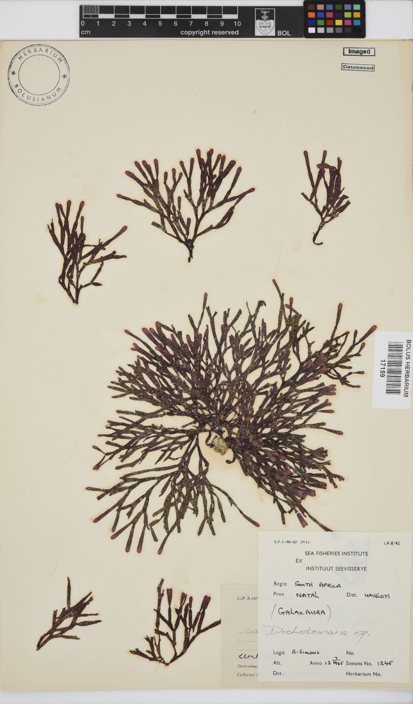 Dichotomaria image
