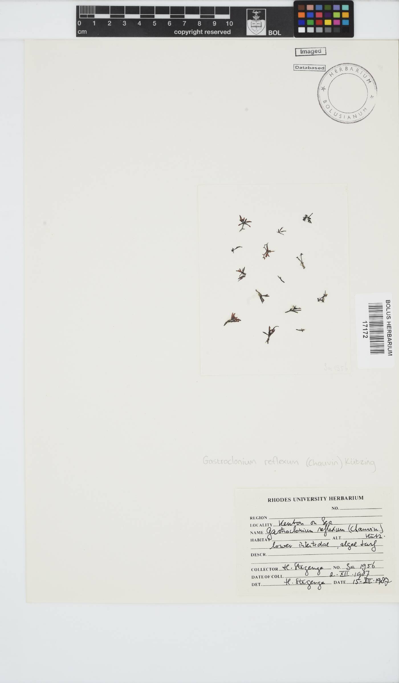 Gastroclonium reflexum image