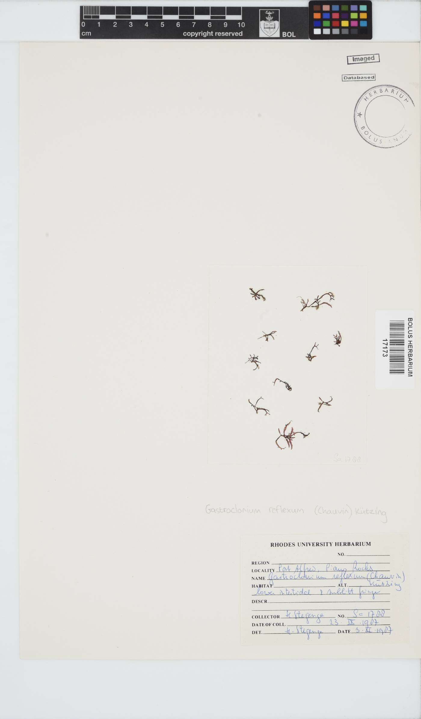 Gastroclonium reflexum image