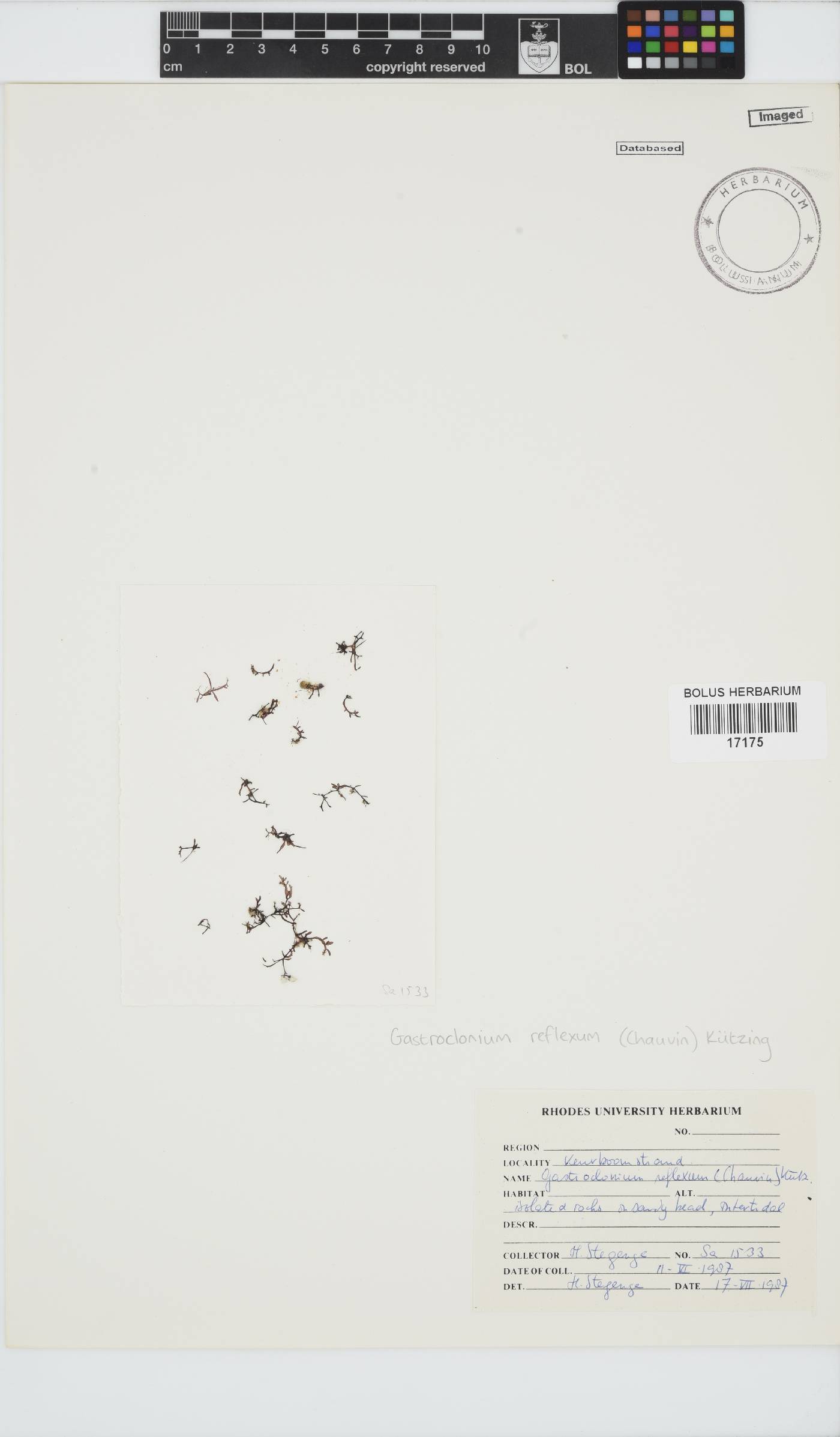 Gastroclonium reflexum image