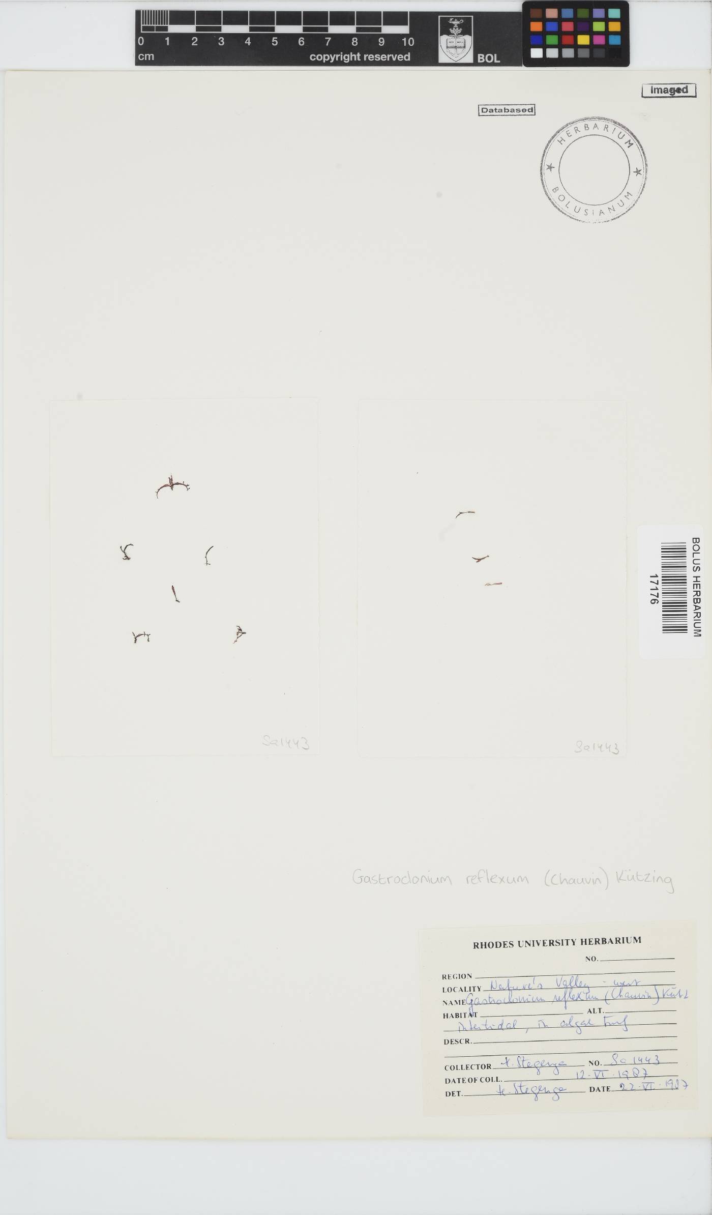 Gastroclonium reflexum image