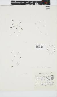 Gastroclonium reflexum image