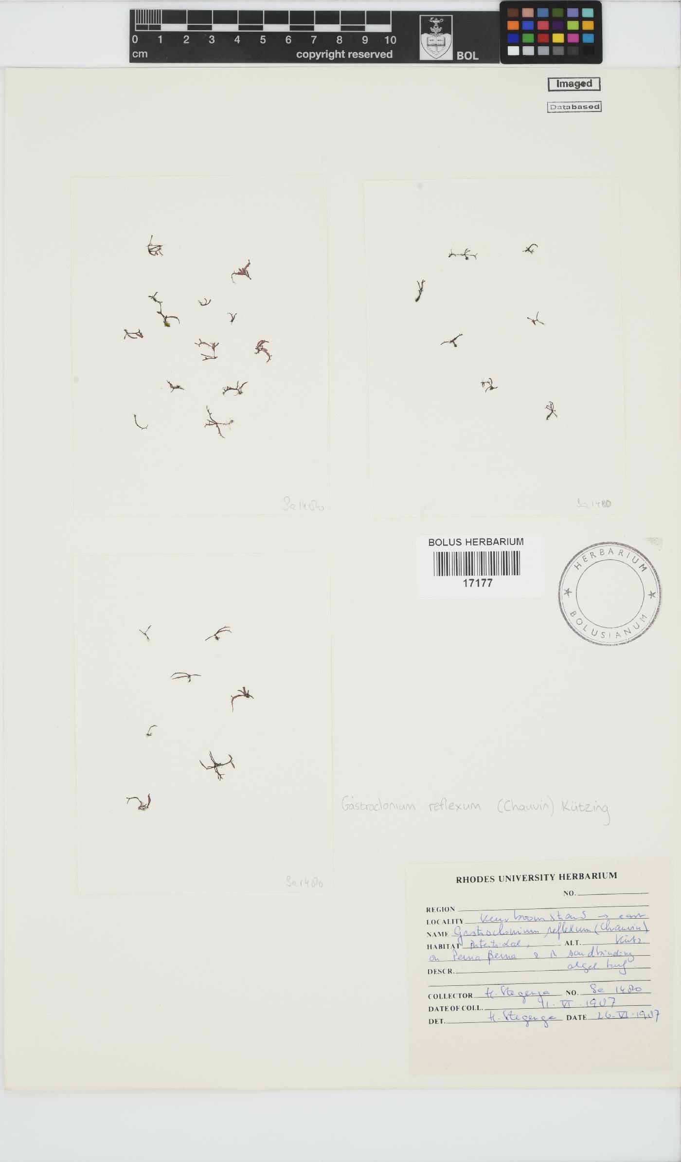 Gastroclonium reflexum image