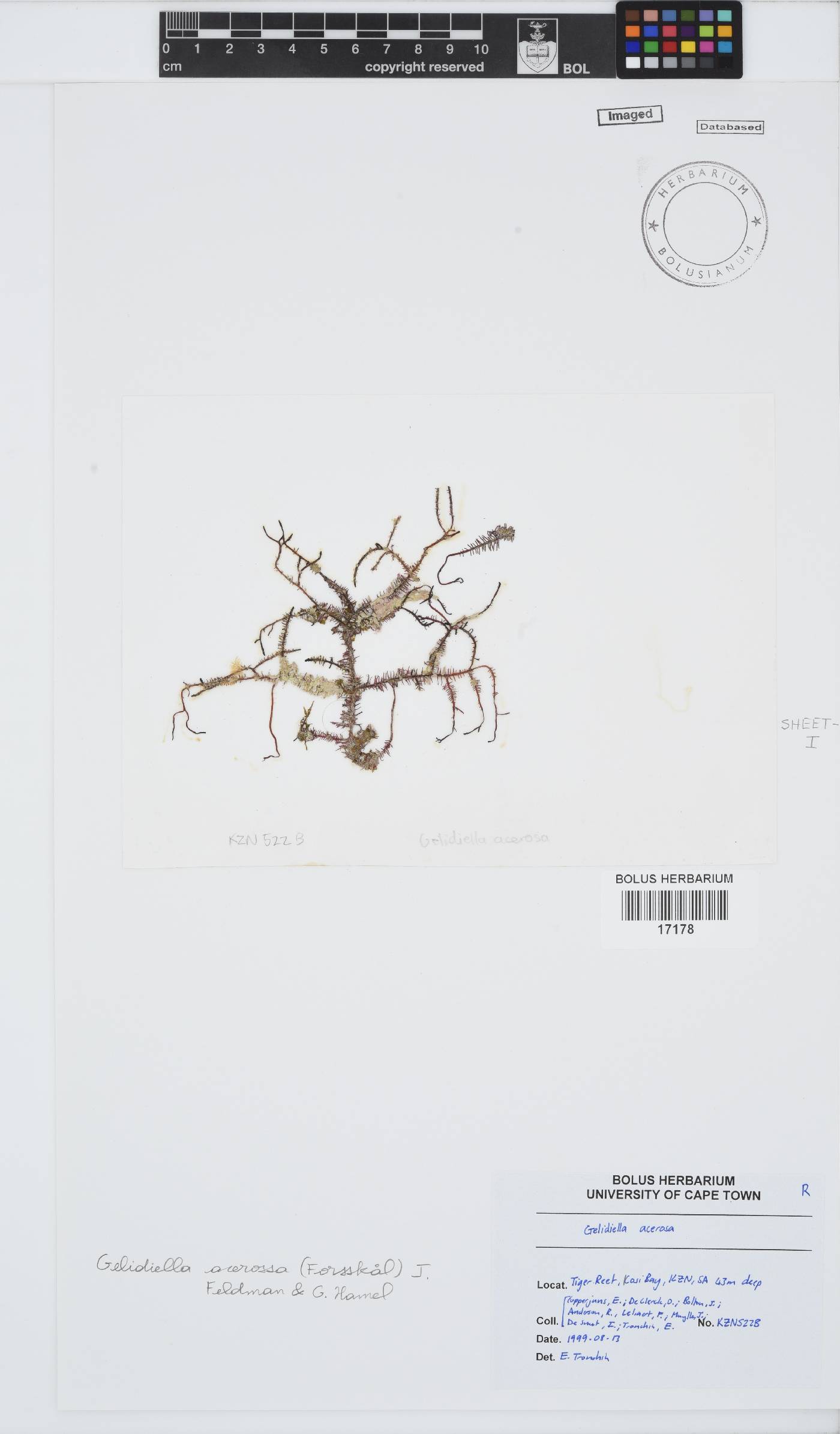 Gelidiella acerosa image