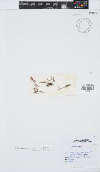 Gelidiella acerosa image