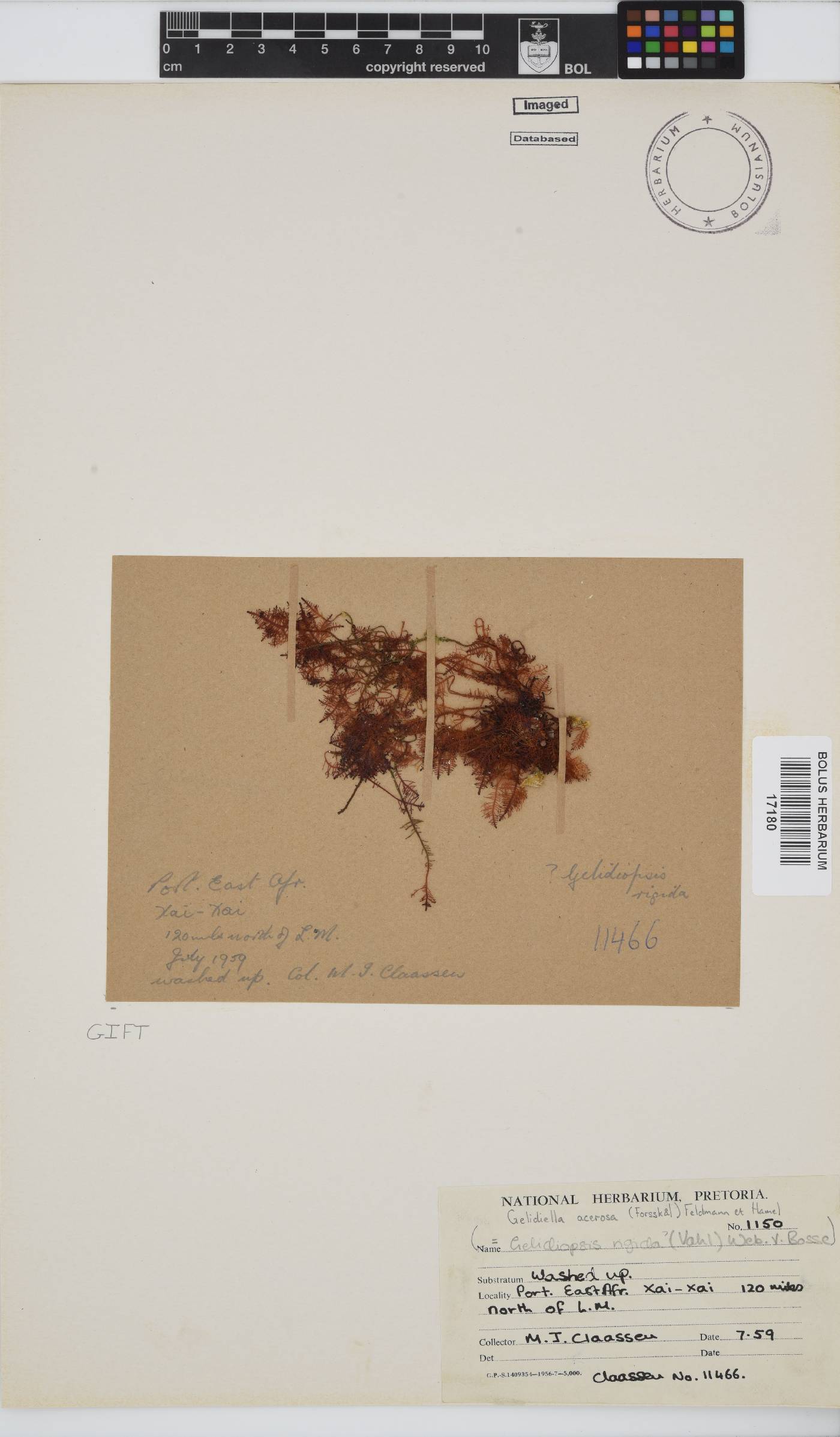 Gelidiella acerosa image