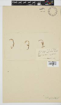 Gelidiella acerosa image
