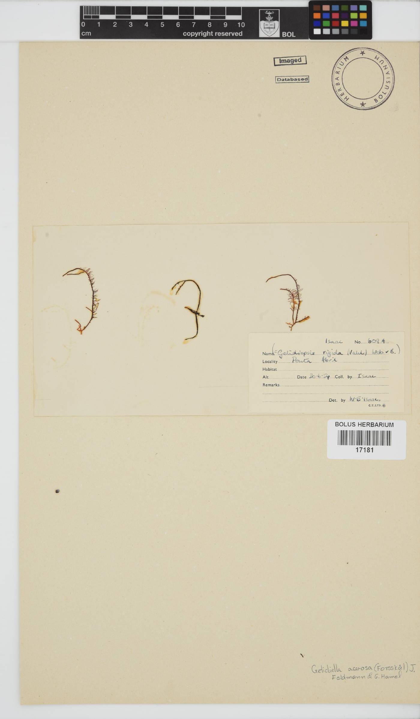 Gelidiella acerosa image