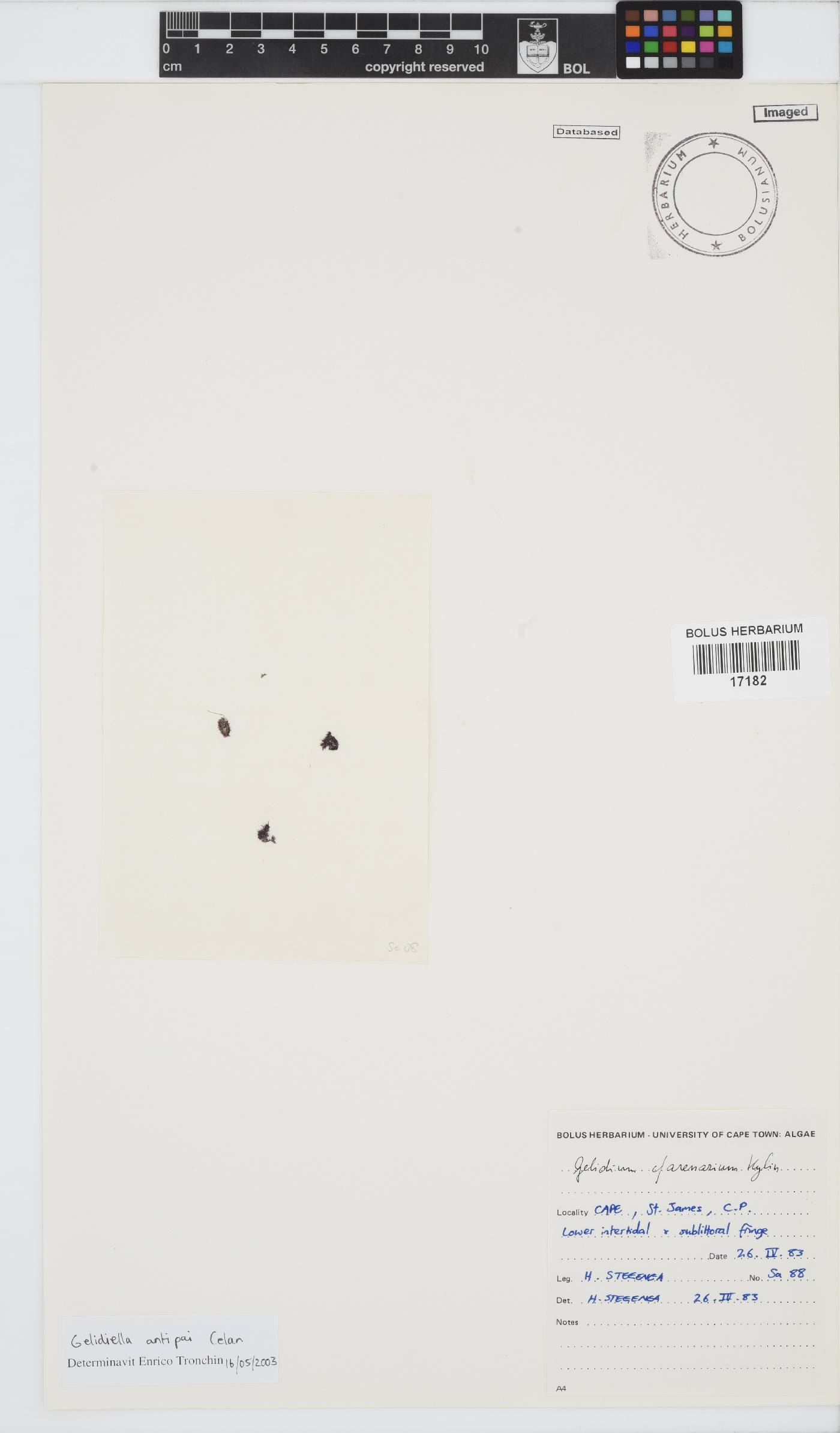 Gelidiellaceae image