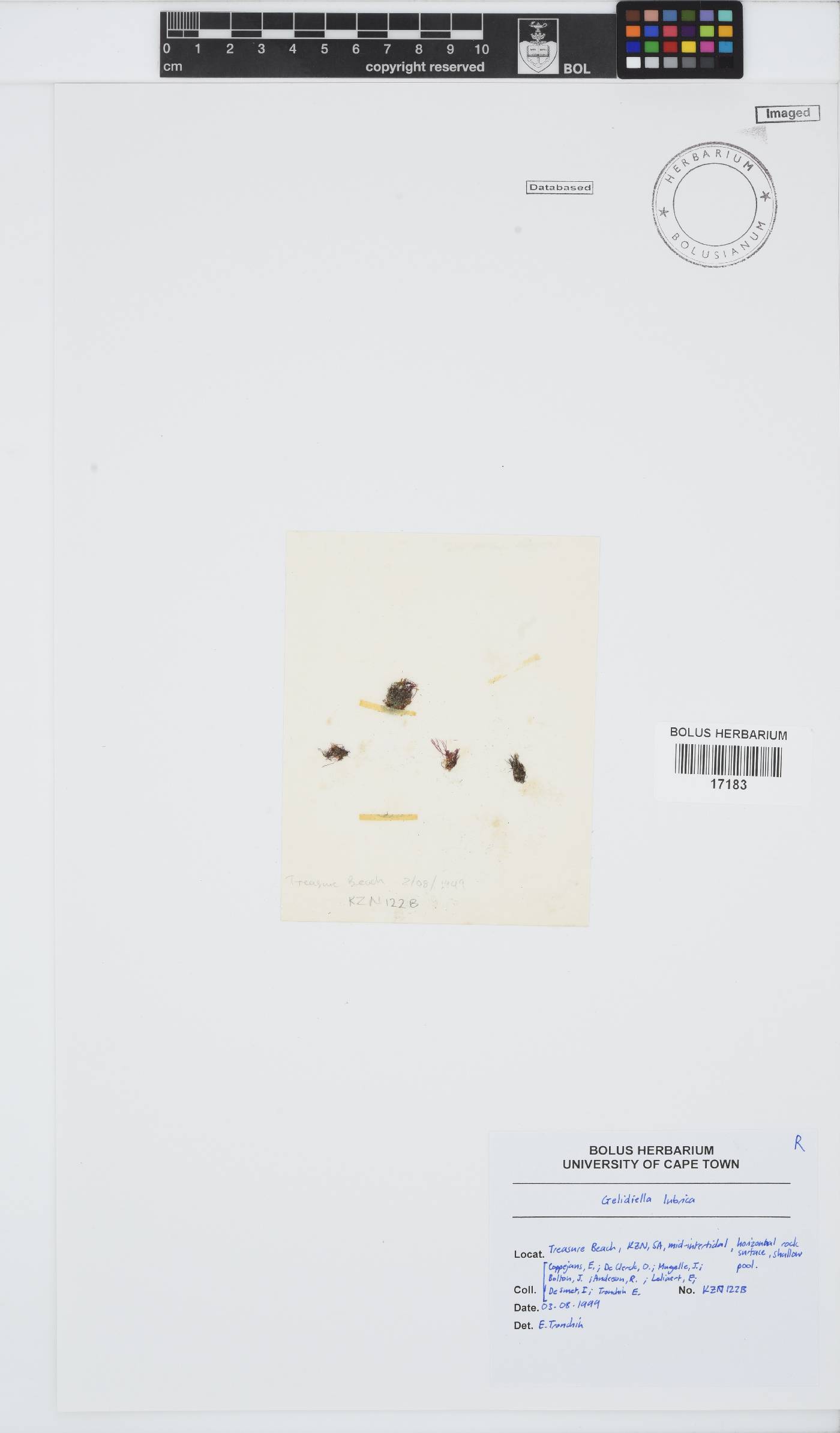 Gelidiella lubrica image