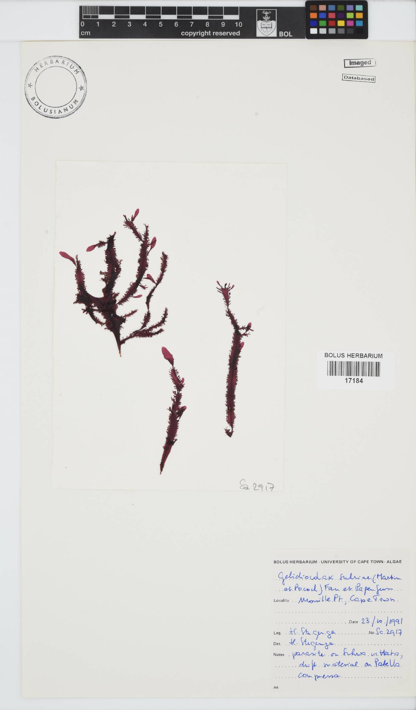 Pterocladiophilaceae image