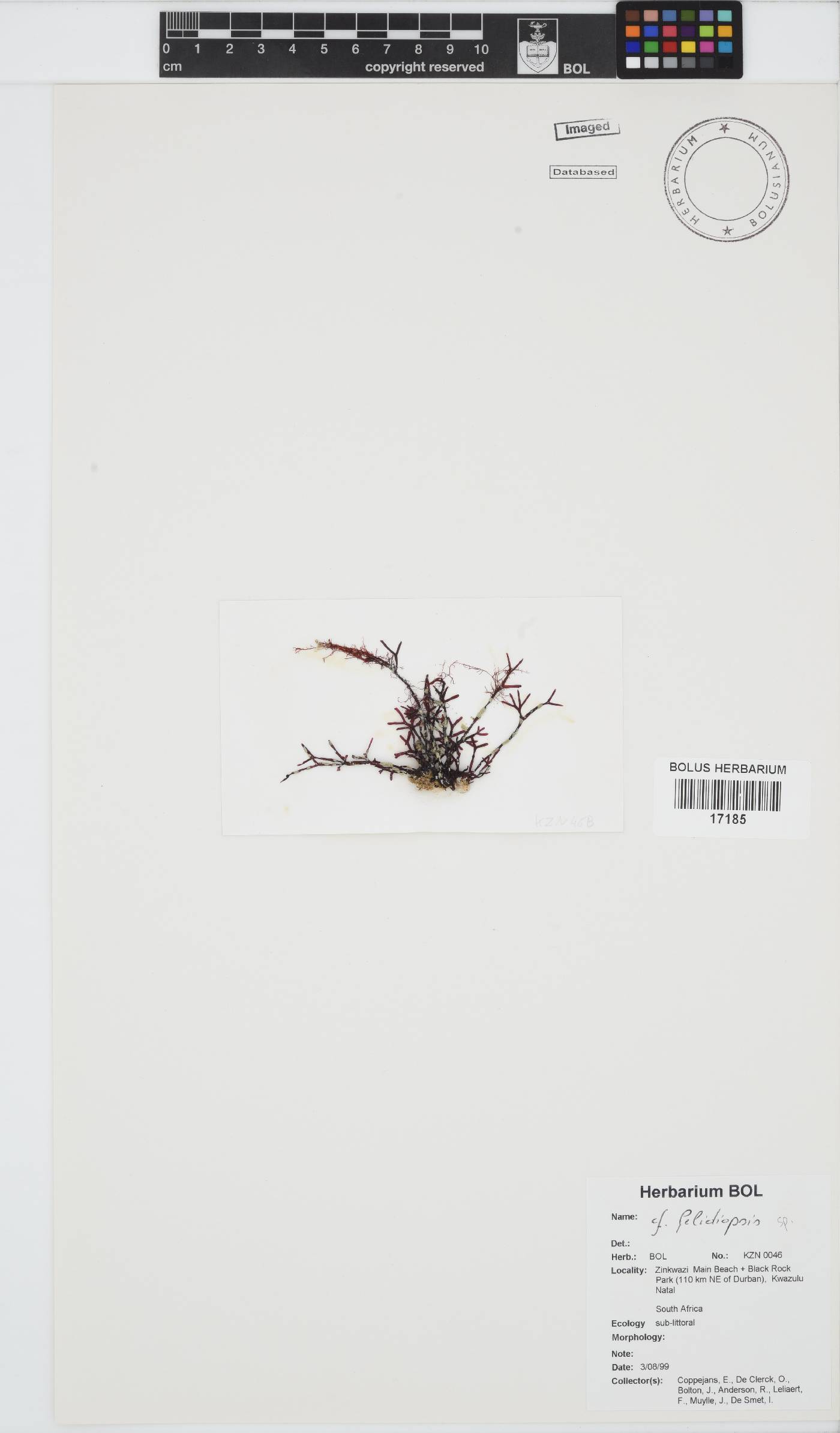 Lomentariaceae image