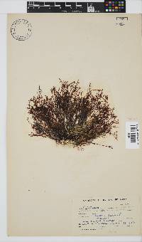 Image of Gelidium abbottiorum