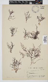 Gelidium abbottiorum image