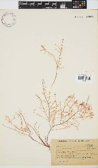 Gelidium abbottiorum image