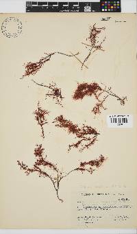 Gelidium abbottiorum image