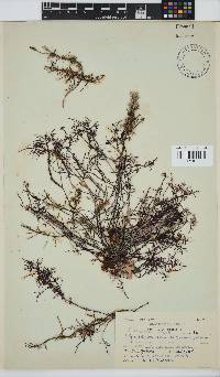 Gelidium abbottiorum image
