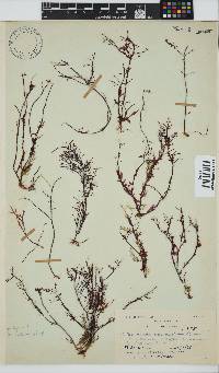 Gelidium abbottiorum image