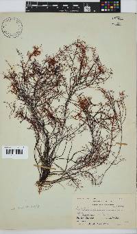 Gelidium abbottiorum image