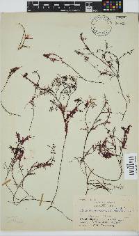 Gelidium abbottiorum image