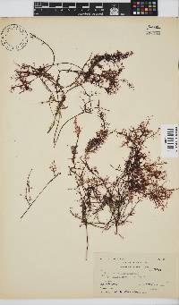 Gelidium abbottiorum image