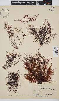 Gelidium abbottiorum image