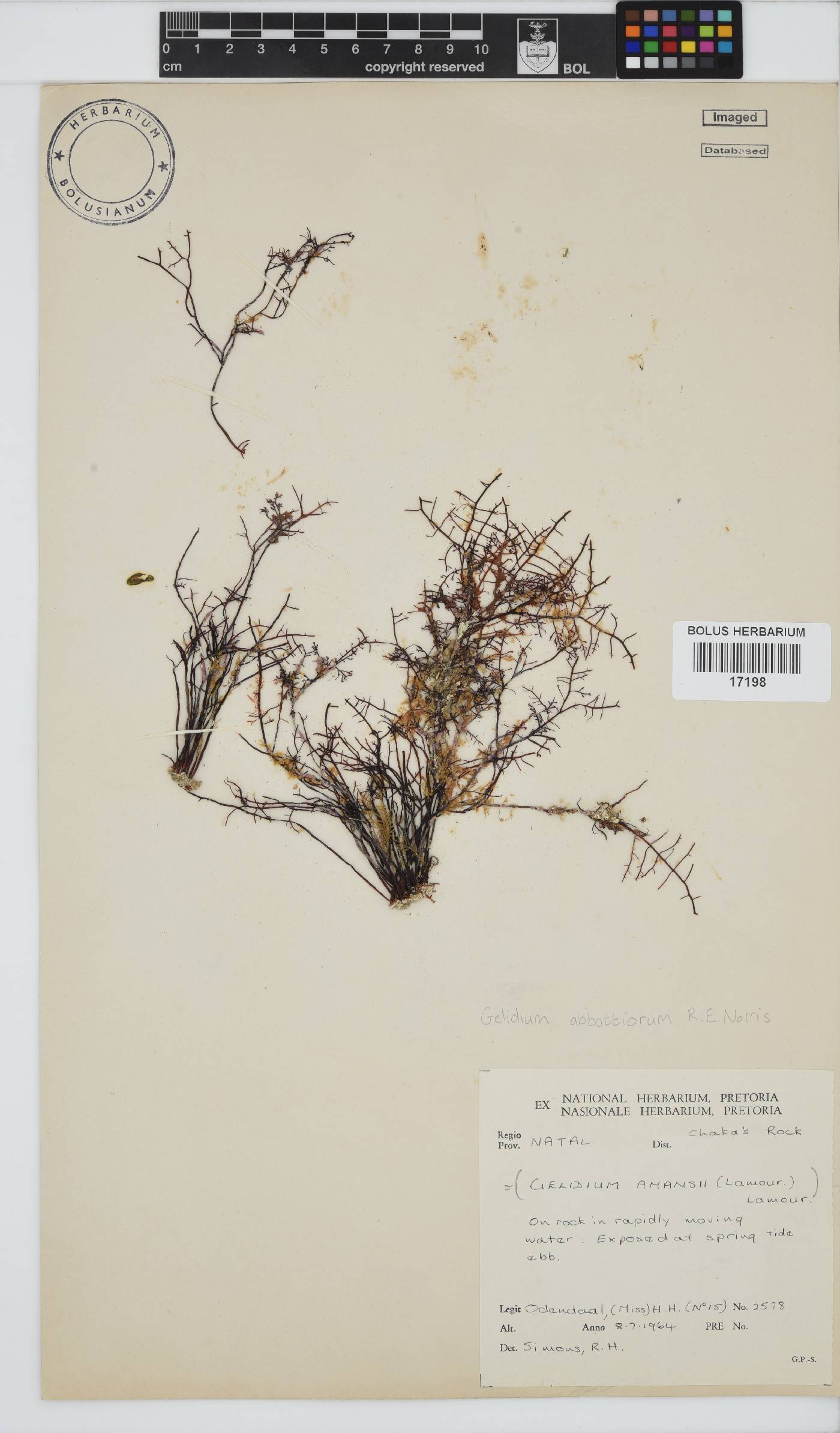 Gelidium abbottiorum image