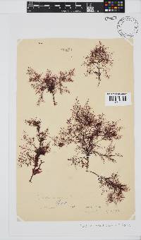 Gelidium abbottiorum image