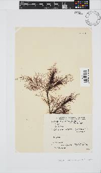 Gelidium abbottiorum image