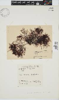 Gelidium abbottiorum image