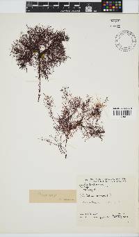 Gelidium abbottiorum image