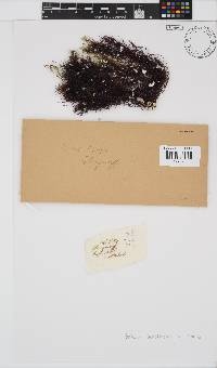 Gelidium abbottiorum image