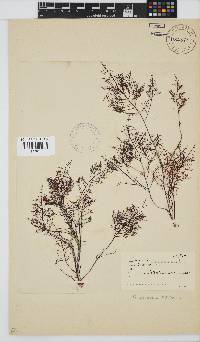 Gelidium abbottiorum image