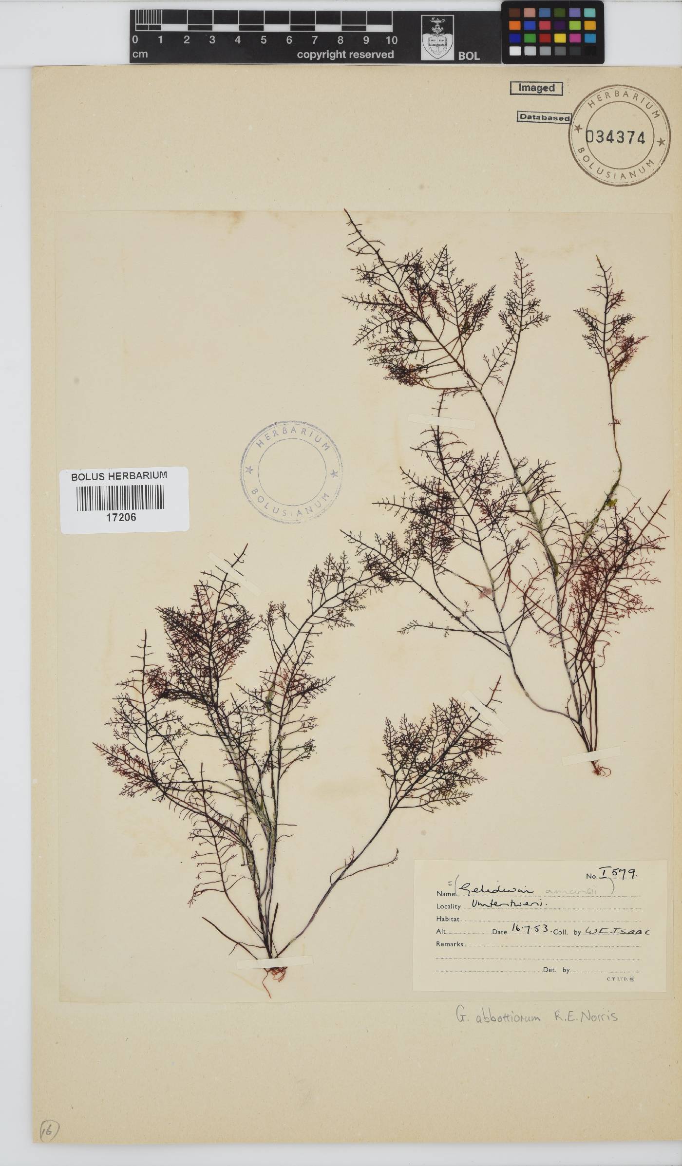 Gelidium abbottiorum image