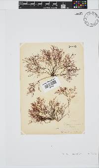 Gelidium abbottiorum image