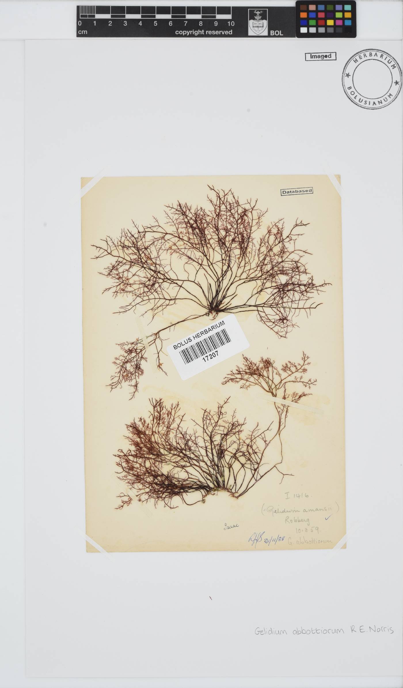 Gelidium abbottiorum image