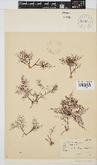 Gelidium abbottiorum image