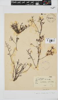 Gelidium abbottiorum image
